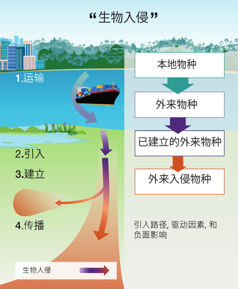 Invasive Alien Species Assessment Report | IPBES secretariat, image size:945x1144