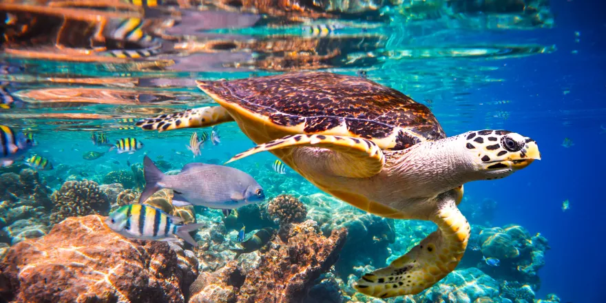 UM scientists, partners awarded $6 million to restore southeast Florida  coral reefs