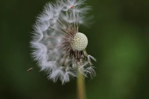 dandelion