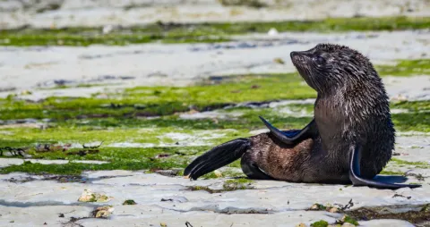 Vincent-etter-Unsplash-Seal