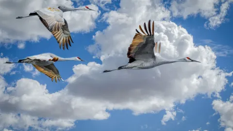 Sandhill Crane 