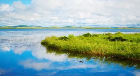 Wetland ecosystem