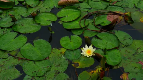 Water Lilies